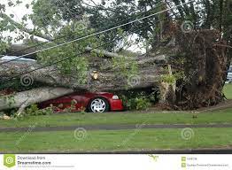 Storm Damage Car Crushed By Falling Tree After Storm Sponsored Sponsored Advertisement Damage Tree Storm Car Tree Company Tree Service Tree