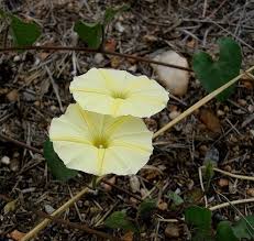 Image result for Ipomoea obscura