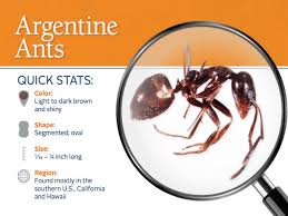 Argentinian Ants Explained For Bakersfield Residents Bakersfield Pest Control O Connor An argentine ant is a small black ant, latin name linepithema humilis, originating in argentina.
