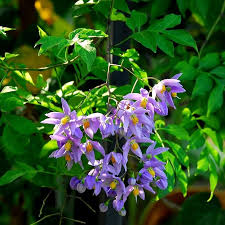Image result for Solanum seaforthianum