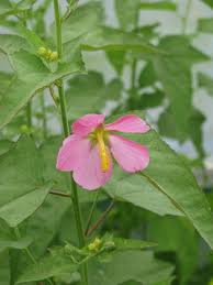 Image result for Kosteletzkya grantii