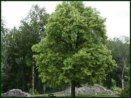 The bark is rough and the leaves are oblong with medium sized acorns. Monterrey Oak Trees For Sale Texas Grown Tree Farm