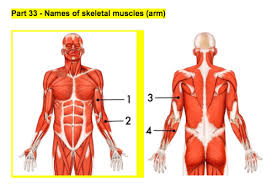In short, we name muscles in respect to their location, size, shape, direction (orientation of the fibers), number of origins, location of origin and muscles named for its location. Names Of Skeletal Muscles Arm Diagram Quizlet