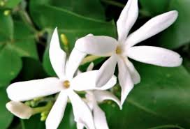 Image result for Jasminum fluminense