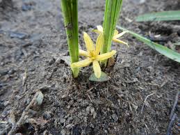 Image result for Curculigo pilosa