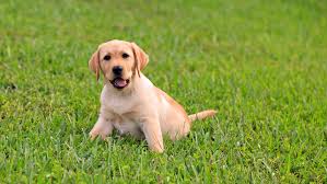 Places tallahassee, florida waste management company d'ogee pet waste services. Mcginty Pet Services Pet Waste Removal Dogs Poop We Scoop