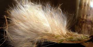 Image result for Strophanthus welwitschii