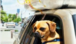 Pet service in austin, texas. Pet Relocation Services In Ahmedabad Id 14316117248