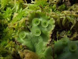 Thallus (plural thalli) is a plant body that is undifferentiated into roots,stem and leaves. Marchantia Polymorpha Brunnenlebermoos Marchantiaceae Pdf Free Download