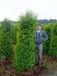 Wie Konnen Wir Unsere Portugisieschen Kirschlorbeer Dungen Fragen Bilder Pflanz Und Pflegeanleitungen Rund Um Das Thema Gartenpflanzen