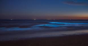 Nieuws en video's over binnenland. Experience Magical Sea Sparkle In The Netherlands Belgium Or Elsewhere