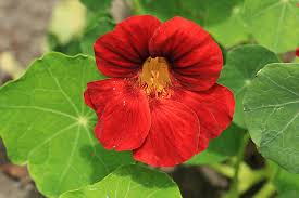 Nasturtium is the edible plant source with the highest amount of lutein. 15 Of The Best Nasturtium Varieties Gardener S Path