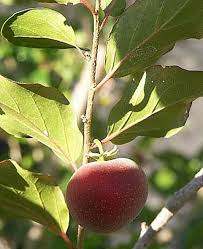 Image result for Dovyalis hispidula