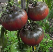 Black Krim Tomato Hands Down My Favorite Variety Great Rich Taste Gcb Tomato Garden Growing Organic Tomatoes Growing Tomatoes From Seed