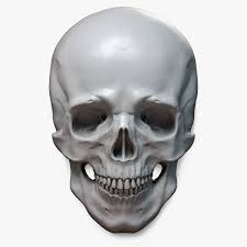 Human Skull Relief Digital Sculpture High Polygon 3d Model Stl Obj Max Files For 3d Printing Cnc Carving Human Skull Skull Digital Sculpture