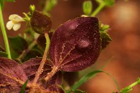 Image result for Crepidorhopalon rupestris