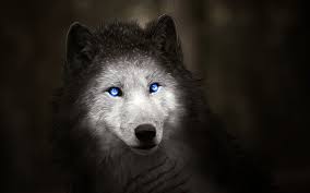We did not find results for: Fantastic White Wolf With Blue Eyes Desktop Wallpapers 1920x1200