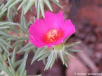 Image result for Rhynchosia albissima