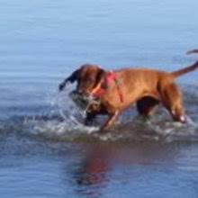 We did not find results for: Puppyfind Redbone Coonhound Puppies For Sale