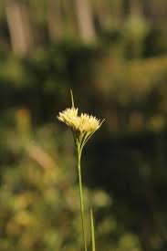 Image result for Rhynchospora rugosa