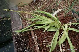 Image result for Sansevieria dooneri