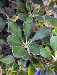 Image result for Pittosporum