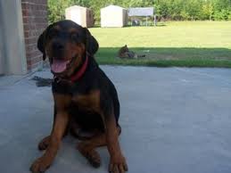 Rottweiler puppies grow into big dogs. Can Someone Tell Me If This Looks Like A Full Blooded Rott A Love Of Rottweilers