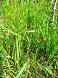 Image result for Agrostis quinqueseta