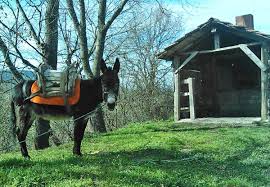 Daha Once Duymadiginiz 10 Melez Hayvan Fotograf 11