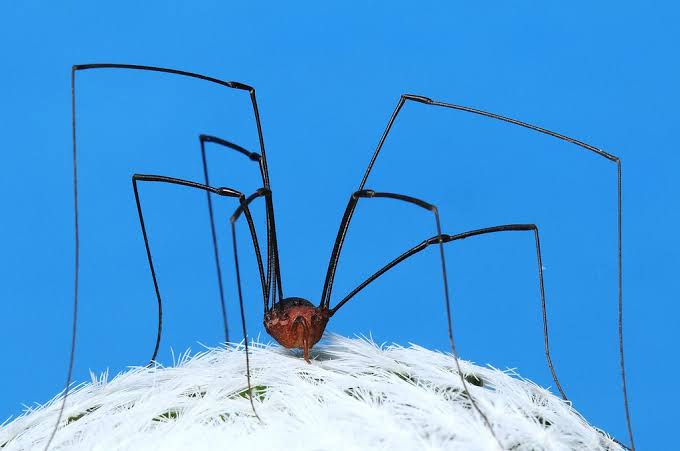 Daddy Longlegs: Arachnids, but Not Spiders