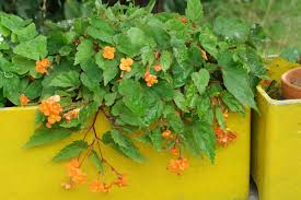 Image result for Vernonia sutherlandii