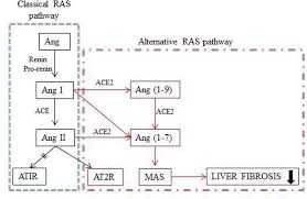 Local Renin Angiotensin System At Liver And Crosstalk With