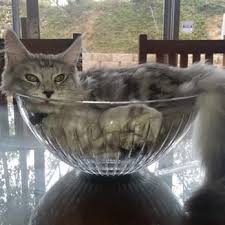 Her mama died from illness and she had to fend for herself. Maine Coon Cat A Buyers And Owners Guide With Breed Information Buying Advice And Facts Maine Coon Expert