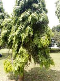 Image result for Monoon longifolium