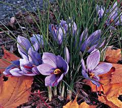 Crocus