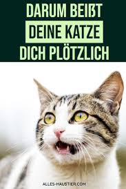 Wenn der kater in die wohnung oder auf gegenstände pinkelt, dann können verschiedene umstände dafür verantwortlich sein. Katze Beisst Kratzt Und Ist Plotzlich Aggressiv Was Du Tun Kannst Katzen Katzen Korpersprache Katzen Verhalten