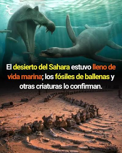 Hace millones de años, el desierto del Sahara no era un mar de arena, sino un océano tropical. Entre 100 y 5 millones de años atrás, gran parte de esta región estuvo