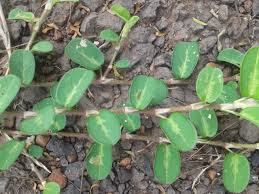 Image result for Alysicarpus zeyheri