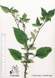 Image result for Solanum torreanum