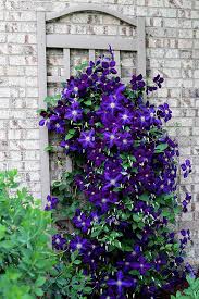 (plants around it will provide the shade it needs near the base.) 5 Simple Tips For Growing Clematis House Of Hawthornes