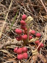 Image result for Lannea edulis