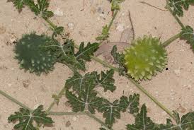 Image result for Acanthosicyos naudinianus