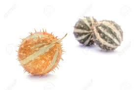 Image result for Cucumis myriocarpus