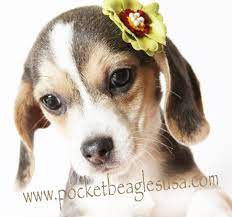 Perfect Puppy Love To No End Silver Pocket Beagle Pocket Beagles Usa Puppy Kisses Hugs Puppy Kisses Cute Animals I Love Dogs