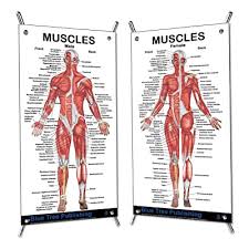 Related posts of female back muscles diagram. Buy 2 Posters Set Muscles Female And Male Mini Poster Set Muscle Building And Physical Fitness The Muscular System Anatomical Chart Online In Kuwait B017aztks0
