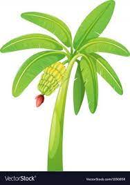 21 Ideas Banana Tree Clipart Clip Art For 2019 Banana Tree Tree Wallpaper Iphone Tree Clipart