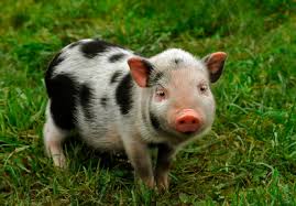 Teacup Pigs