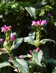 We did not find results for: Plantfiles Pictures Chelone Pink Turtlehead Lyon S Turtlehead Chelone Lyonii By Mgarr