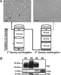 The solution that fills the vacuole is called cell sap. The Yeast Vacuolar Membrane Proteome Molecular Cellular Proteomics