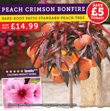Crabapples are popular as compact ornamental trees, providing blossom in spring and colourful fruit in autumn. Yougarden Com Compact Fruit Trees From Just 14 99 Milled